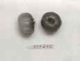 Click for 1 image(s) for this accession. FRUIT